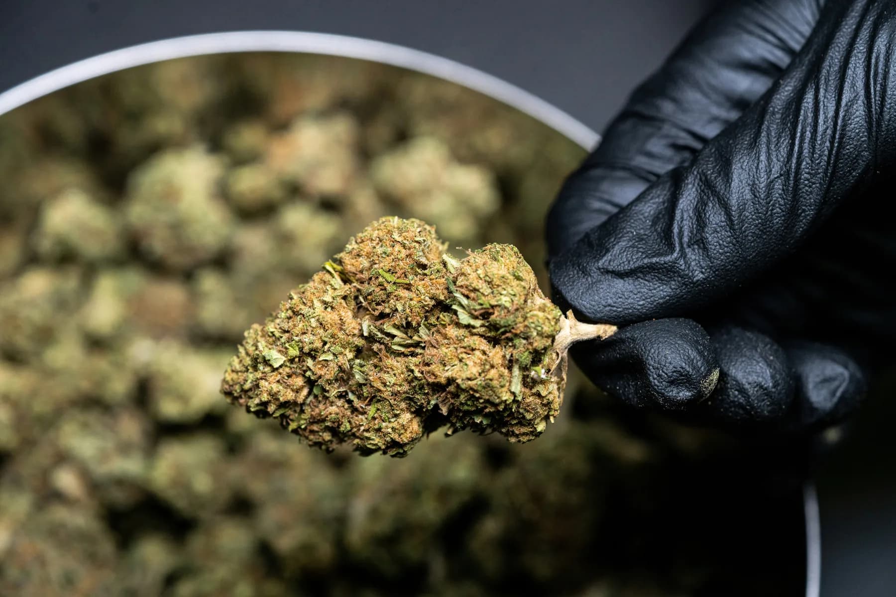 Gloved hand inspecting a cannabis flower bud