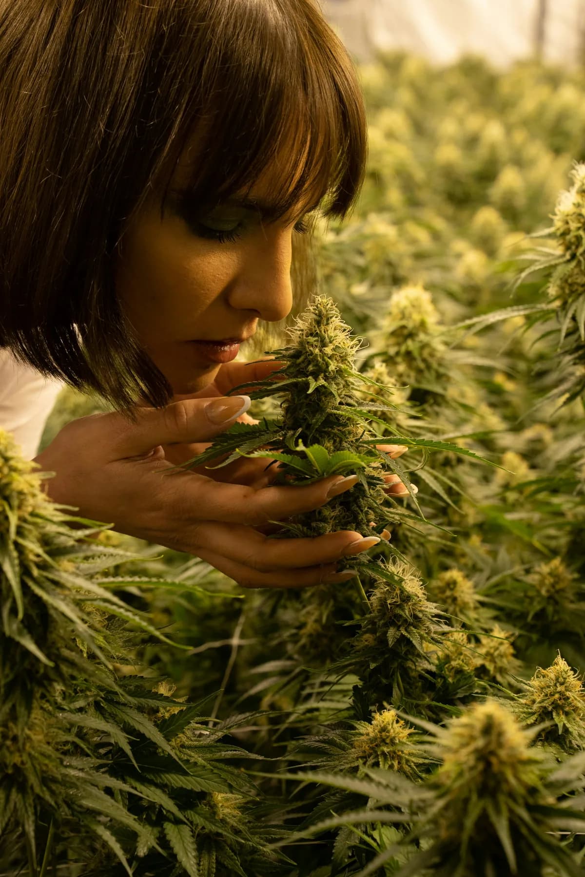 Adult inspecting cannabis plants in a cultivation setting