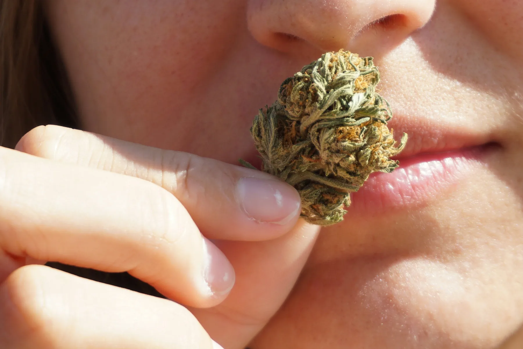 Close view of an adult inspecting a cannabis flower bud