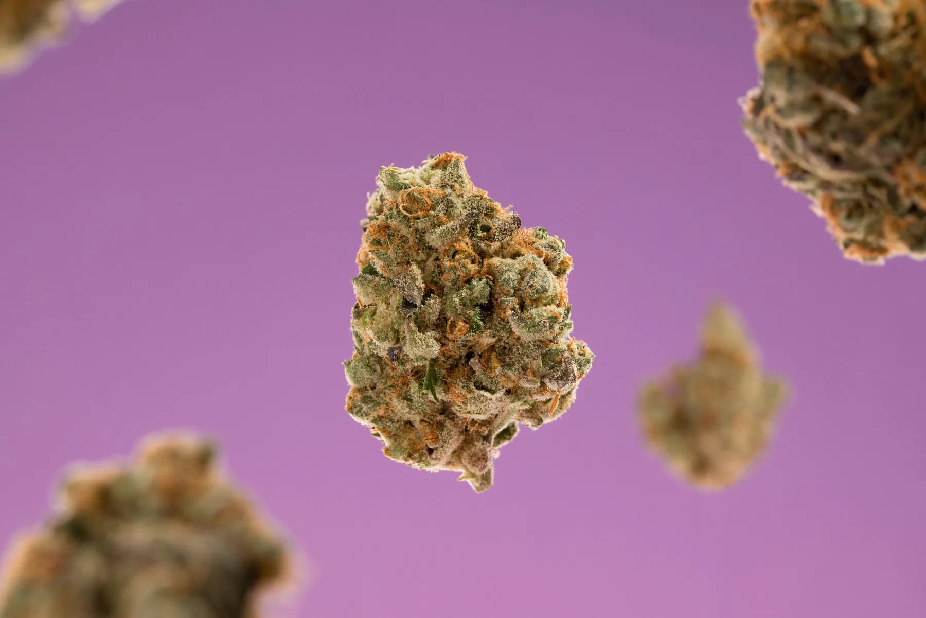 Cannabis flower buds suspended against a soft violet background